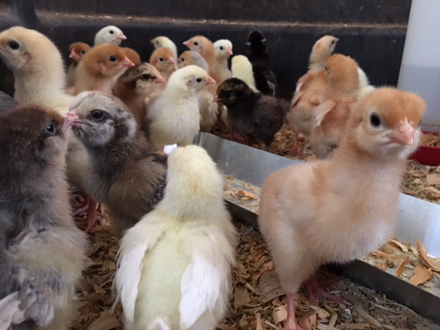 daily_life_on_the_farm_6_20210311_1653958712