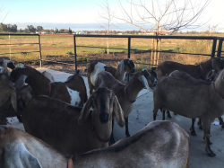 Goats on the Farm_1