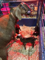 Goats on the Farm_2