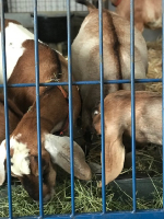 Goats On the Farm_4