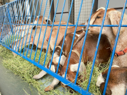 Goats On the Farm_5