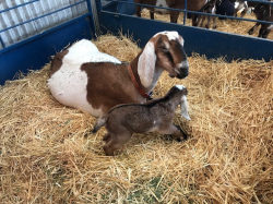 Goats on the Farm_5