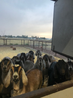 Goats on the Farm_6