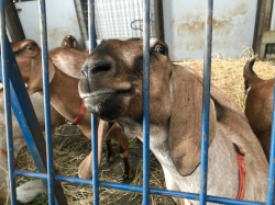 Goats On the Farm_6
