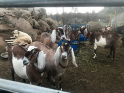 Goats on the Farm_9
